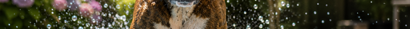 Hittestress bij honden: symptomen herkennen, eerste hulp en voorkomen
