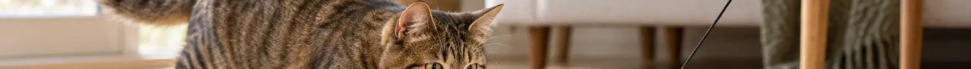 Cyperse kat besluipt een verenhengel tijdens een speelsessie in de woonkamer