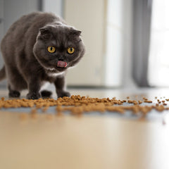 Collection image for: Droogvoer voor katten