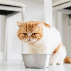 Collection image for: Voerbakken & fonteinen voor katten