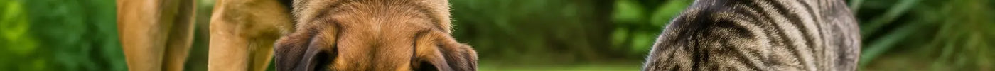 Hond en kat eten rustig gras in een veilige tuin