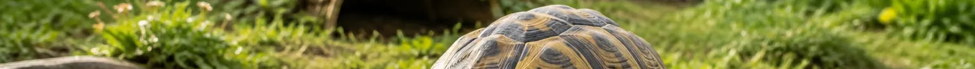 Gezonde landschildpad loopt door een ruim en natuurlijk buitenverblijf