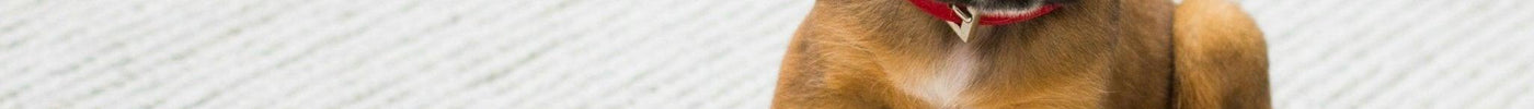 Top 8 Tips voor de Aanschaf van een Nieuwe Pup - Fidello