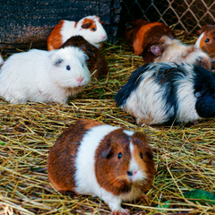 Collection image for: Bodembedekking & nestmateriaal