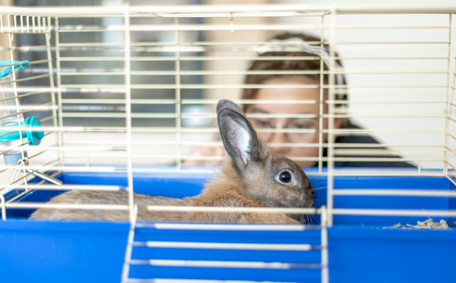 Knaagdierkooi Compleet | Startpakket voor konijn of cavia Knaagdierkooi Compleet | Startpakket voor konijn of cavia