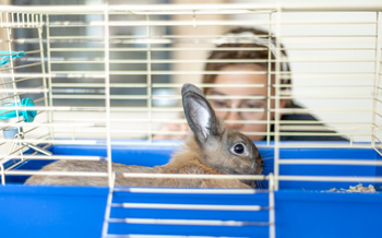 Knaagdierhokken voor binnen en buiten
