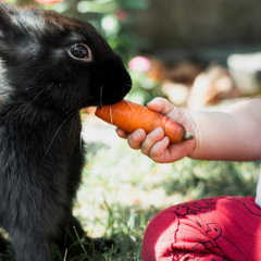 Collection image for: Konijnenvoer