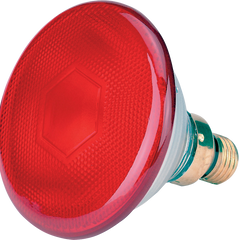 Collection image for: Kuikens opfokken: warmte, drinken & zitstok