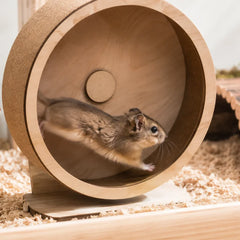 Collection image for: Loopwiel voor knaagdieren