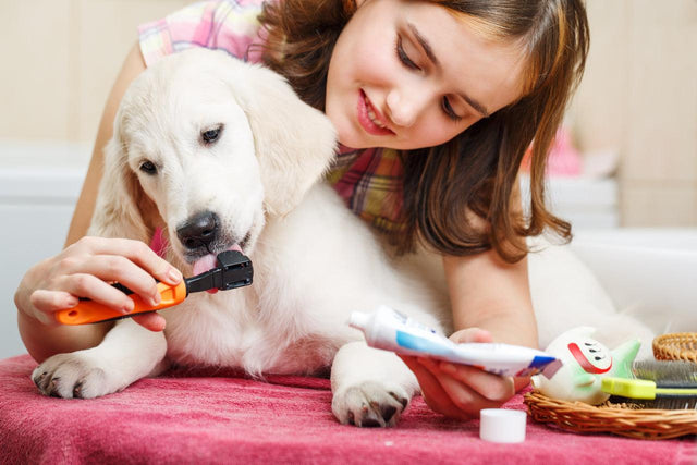 Verzorging van puppy’s