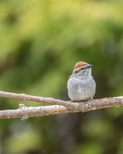 Collection image for: Zitstokken vogels