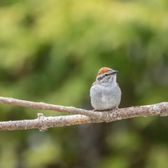 Collection image for: Zitstokken vogels