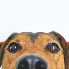 Collection image for: Diepvriesvoer honden