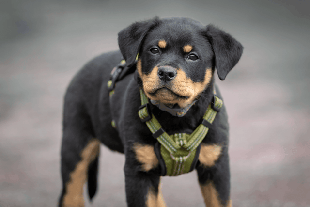 Halsbanden en tuigjes voor puppy's - Fidello