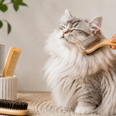 Collection image for: Kammen & borstels katten