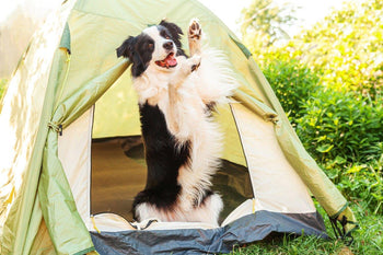 Kamperen met je hond - Fidello