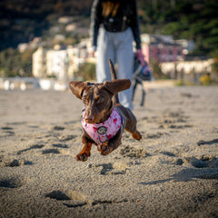 Collection image for: Schattige halsbanden, riemen & tuigjes