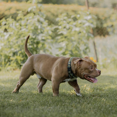 Collection image for: Stoere halsbanden, riemen & tuigen