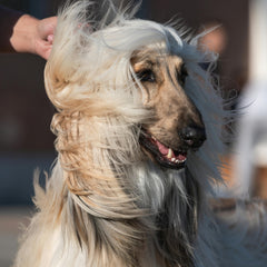Collection image for: Zalmolie voor honden