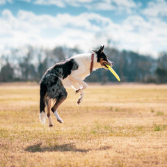 Collection image for: Frisbees en vliegende schijven