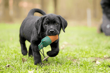 Speelgoed voor puppy's - Fidello