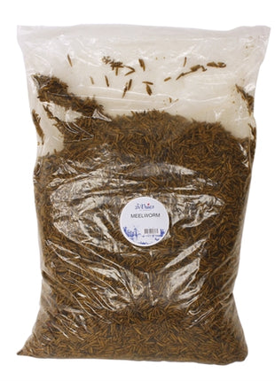 De Vries Meelworm Black Soldier Fly