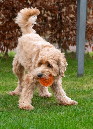 Dog Comets Exoplanet Egelbal Groen