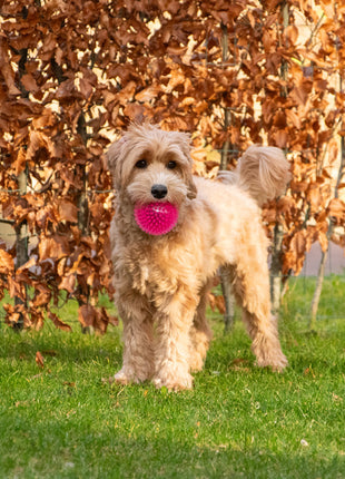 Dog Comets Exoplanet Egelbal Groen