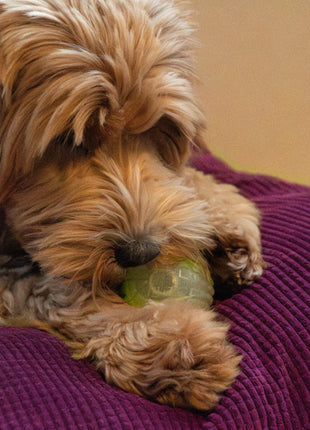 Dog Comets Glow In The Dark Moon Bal Oranje