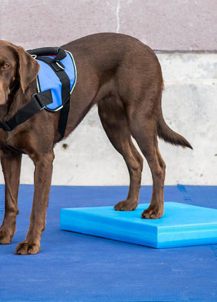 FitPaws Balance Pad Blauw