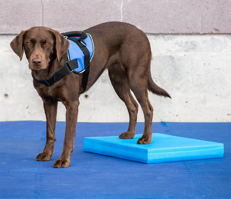 FitPaws Balance Pad Blauw