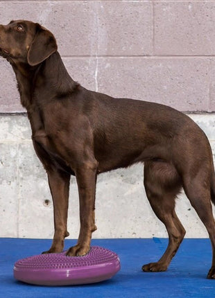 FitPaws Balance Disc – afbeelding 4