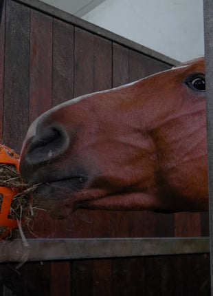 Hay Slow Feeder Fun & Flex Oranje