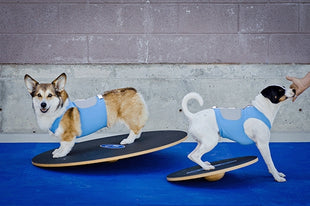 FitPaws Wobble Board – afbeelding 4